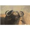 Image 1 : ROGER WHITTAL SAFARIS:  5-Day Buffalo Hunt for One Hunter in Zimbabwe.