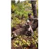 Image 2 : UPFRONT OUTFITTERS:  Western Oregon Blacktail Deer Hunt for One Hunter and One Observer
