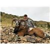 Image 2 : TROPHY HUNTING SPAIN:  5-Day Hunt in Spain for Iberian Mouflon Sheep for One Hunter and One Non-Hunt
