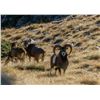 Image 4 : TROPHY HUNTING SPAIN:  5-Day Hunt in Spain for Iberian Mouflon Sheep for One Hunter and One Non-Hunt