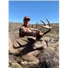 Image 1 : DIAMOND OUTFITTERS: 5-Day Coues Deer Muzzeloader Hunt For Two Hunters in Arizona.
