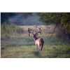 Image 2 : DEA RANCH: Awesome 3-Day 2-night Trophy Bull Elk and Whitetail Deer Hunt in South Texas.