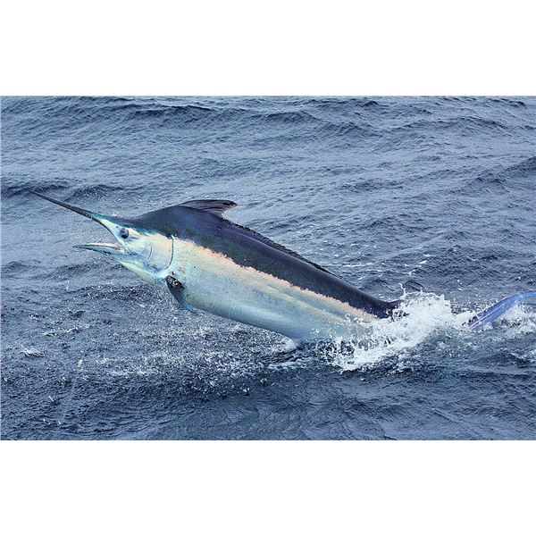 ROOSTERFISH, BLUE MARLIN AND SAIL FISH