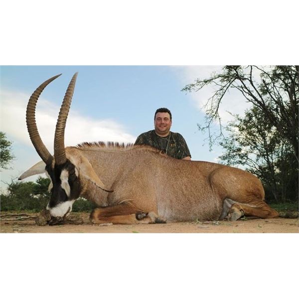 ROAN BULL - SOUTH AFRICA