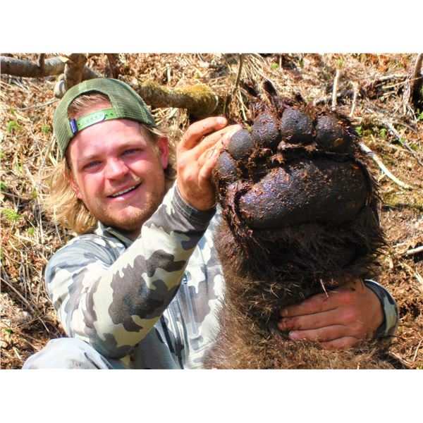 BROWN BEAR ALASKAN PENINSULA – ALASKA