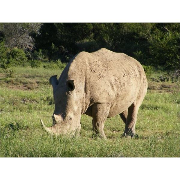 RHINO DART HUNT - SOUTH AFRICA
