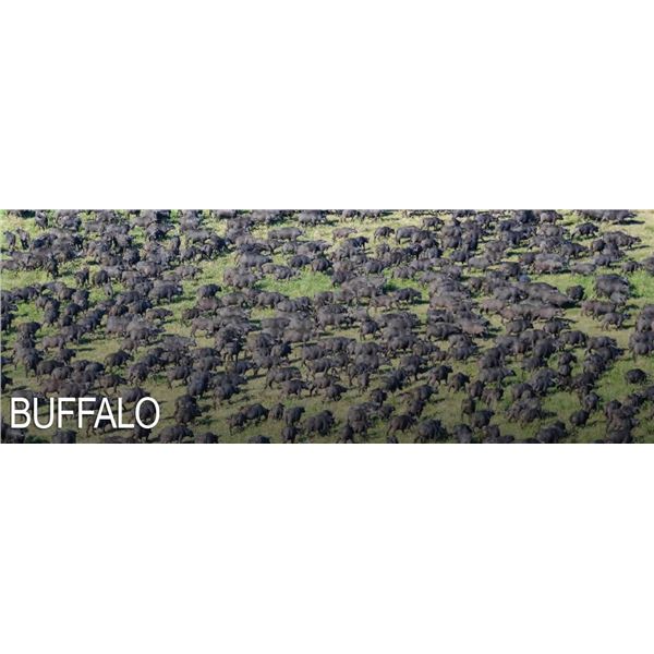 CAPE BUFFALO HUNT – MOZAMBIQUE