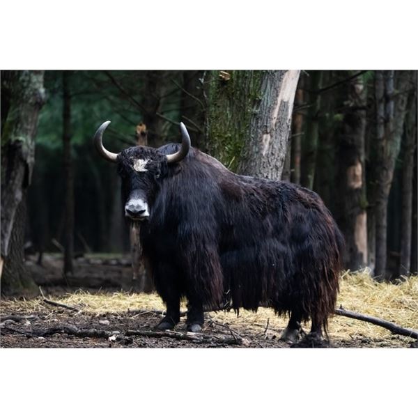 MONGOLIAN YAK – MICHIGAN