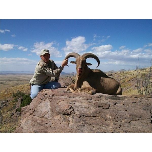 FREE RANGE TROPHY AOUDAD SHEEP – TEXAS