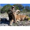 Image 3 : FREE RANGE TROPHY AOUDAD SHEEP – TEXAS