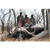 Image 5 : CAPE BUFFALO HUNT - SOUTH AFRICA