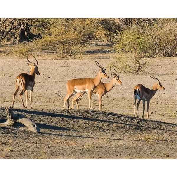 DAMARA DIK-DIK & ORYX – NAMIBIA