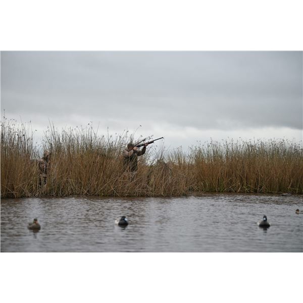 Wild Duck Hunting in Argentina