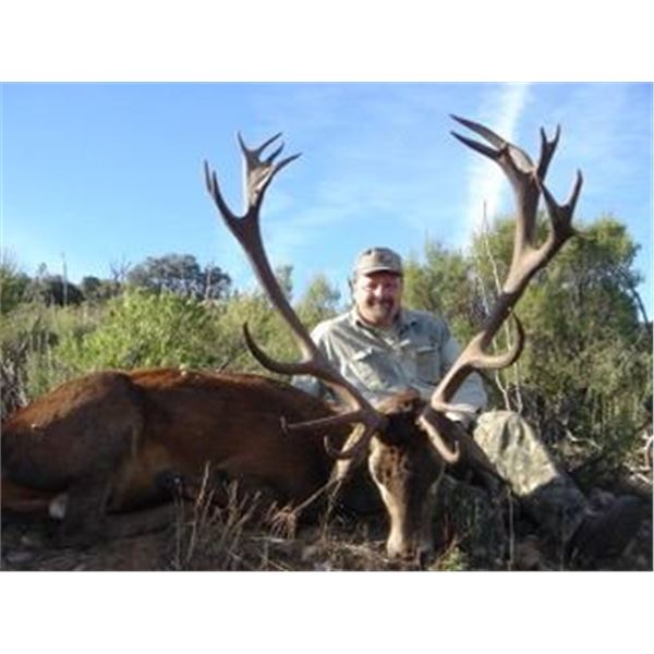 Iberian Red Stag Hunt in Spain