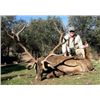 Image 2 : Iberian Red Stag Hunt in Spain
