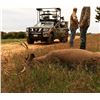 Image 2 : Trophy Whitetail 140-160" Class All Inclusive