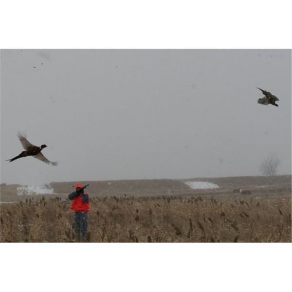 South Dakota Pheasant Hunt