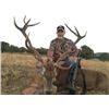 Image 1 : Spanish Red Deer, Fallow Deer, or Iberian Mouflon Sheep Hunt with Sightseeing for 1