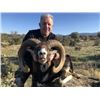 Image 2 : Spanish Red Deer, Fallow Deer, or Iberian Mouflon Sheep Hunt with Sightseeing for 1