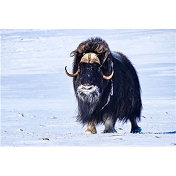 Canada Barren Gorund Muskox Hunt