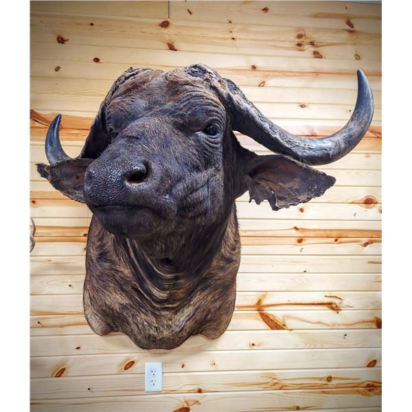 Taxidermy Credit - $5,000 / Exhibitor