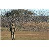 Image 1 : DOVE & DUCK COMBO IN ARGENTINA FOR 3 HUNTERS
