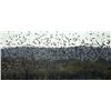 Image 1 : DOVE SHOOTING IN ARGENTINA FOR 5 HUNTERS