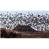 Image 1 : 5 Day Dove hunt is for two hunters in either Argentina or Uruguay