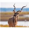 Image 1 : Fully-guided South African Safari Hunt for 1 hunters for 7 days