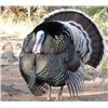 Image 1 : 5 Days Gould's wild turkey hunt in Aguascalientes, Mexico
