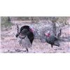 Image 1 : 2 Person Gould's Turkey Hunt in the gorgeous Sierra Madre Mountains