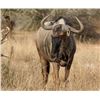 Image 1 : Limcroma Safari in South Africa for 10 days 10 nights for 2 Hunters