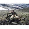 Image 2 : ALASKAN GRIZZLY/BROWN BEAR HUNT AND WOLF COMBO FOR 1 HUNTER 10 DAYS