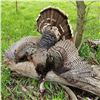 Image 2 : Rio Grande Guided Turkey Hunt for 2 in Eureka Kansas