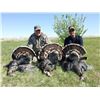 Image 3 : Rio Grande Guided Turkey Hunt for 2 in Eureka Kansas