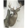 Image 1 : Shoulder Mount by Gray Taxidermy for Deer