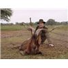 Image 4 : ARGENTINA AÑURITAY RANCH BIG GAME HUNT Seven Days for Two Hunters