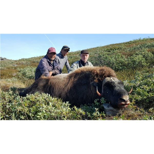 Musk Ox Hunt in Greenland
