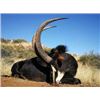 Image 2 : Sable and Buffalo Combo hunt for 2 hunters Africa