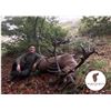 Image 4 : 16 - SPANISH RED STAG HUNT FOR 1 HUNTER AND 1 NON-HUNTER