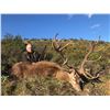 Image 5 : 16 - SPANISH RED STAG HUNT FOR 1 HUNTER AND 1 NON-HUNTER