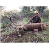 Image 9 : 16 - SPANISH RED STAG HUNT FOR 1 HUNTER AND 1 NON-HUNTER