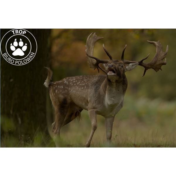 51 - POLISH BIG GAME HUNT FOR 1 HUNTER