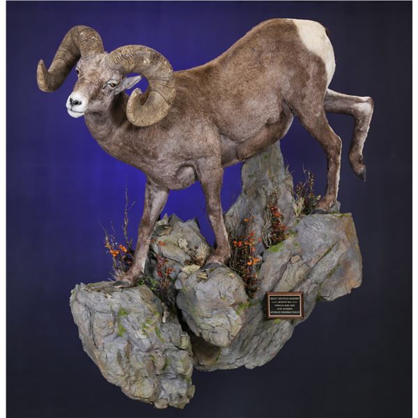 Full Life Size Sheep Mount