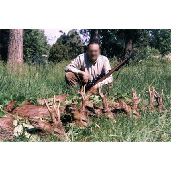 European Roe Deer Hunt in Serbia