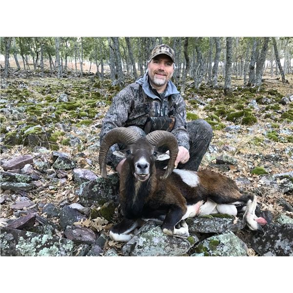 Iberian Mouflon Sheep Hunt