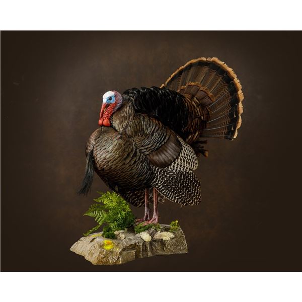 Lifesize Turkey  Mount