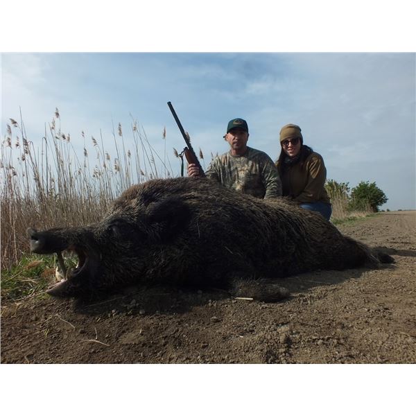 Wild Boar in Serbia