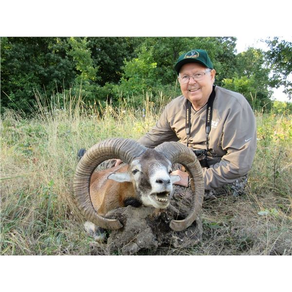 Mouflon Sheep Hunt in Serbia