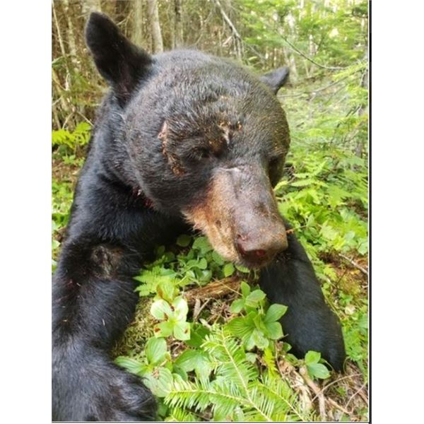 KSO: Maine Black Bear